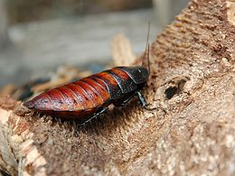 260px-Female_Madagascar_hissing_cockroach